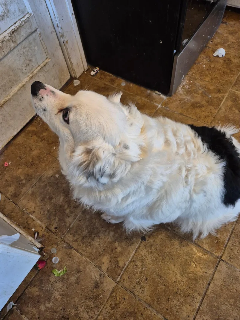 Satine Community Post thumbnail 2