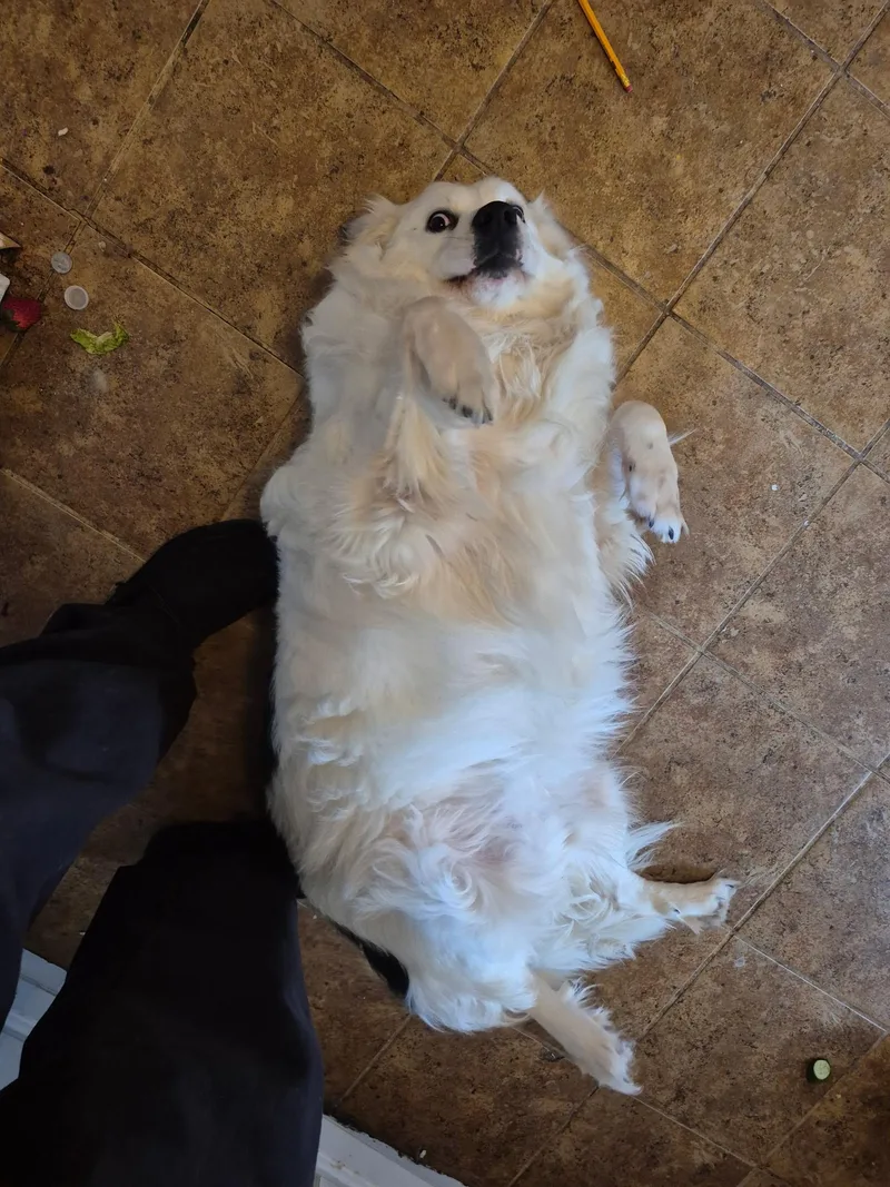 Satine Community Post thumbnail 3