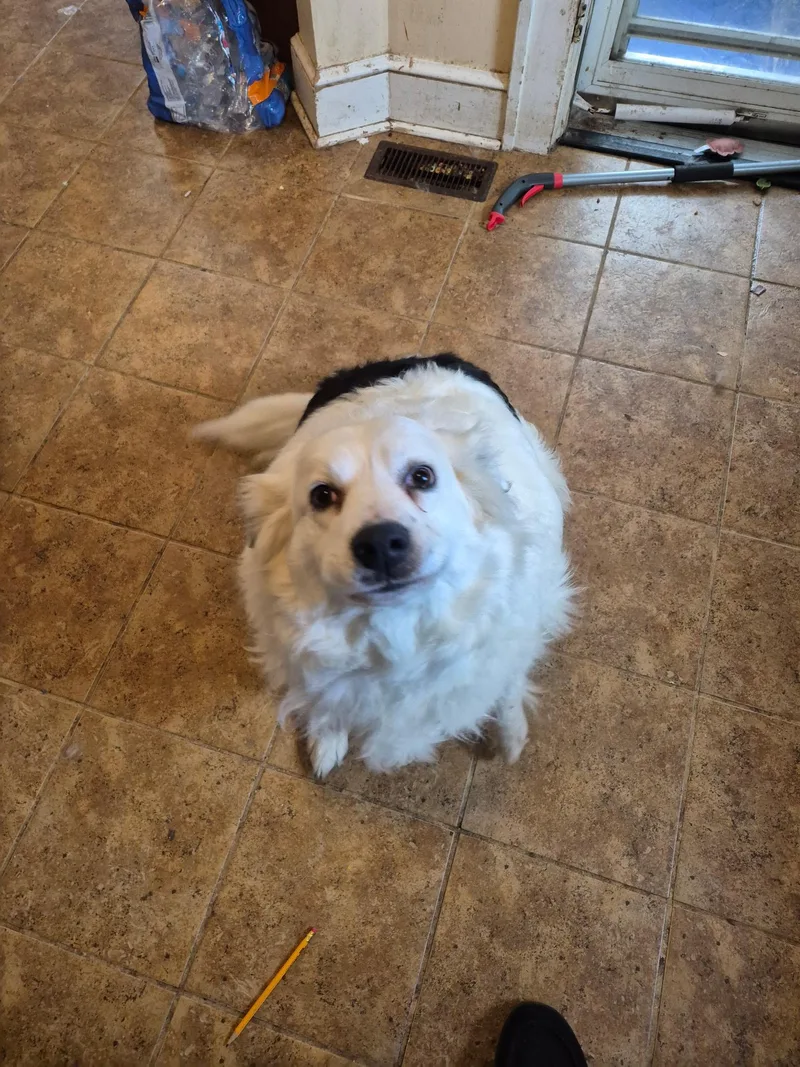 Satine Community Post