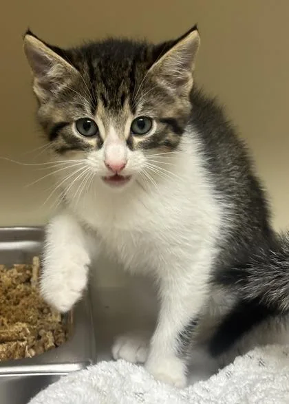 A baby small-sized male Domestic Short Hair cat named Stanford for adoption in Chamblee, GA
