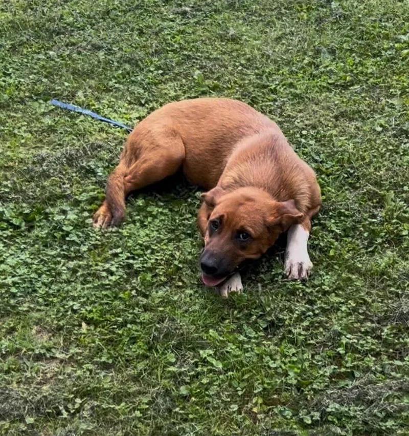 A baby medium-sized female Brown / Chocolate Labrador Retriever dog named Socks for adoption in Irwin, PA