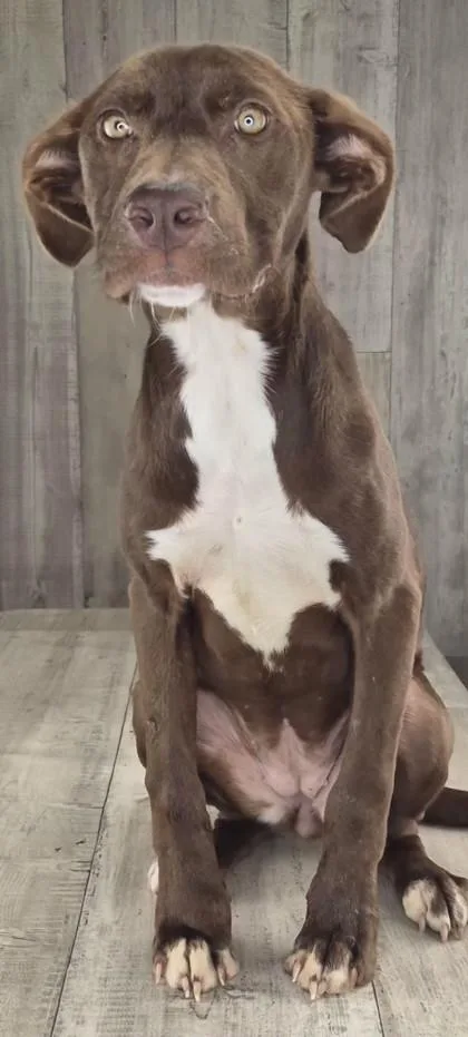An adult medium-sized female Terrier dog named Bella for adoption in Shreveport, LA