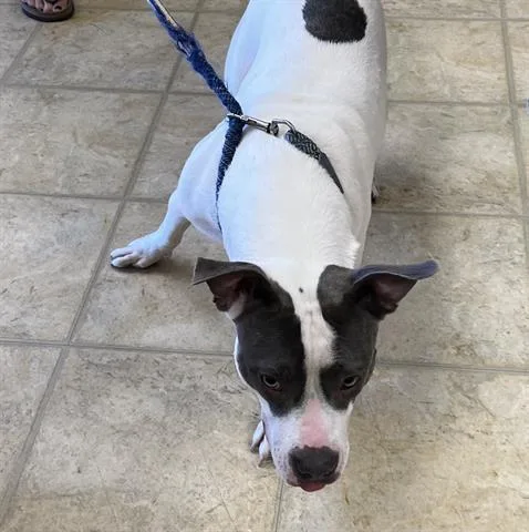 An adult medium-sized female Pit Bull Terrier dog named Moo Cow for adoption in Norfolk, VA