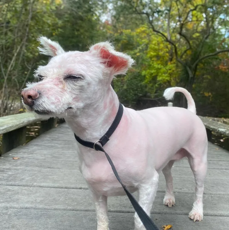 A senior medium-sized female Maltese dog named Juliette for adoption in Fall River, MA