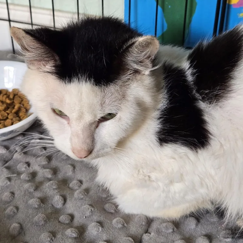 A young medium-sized male Domestic Medium Hair cat named Cosmo for adoption in Tacoma, WA