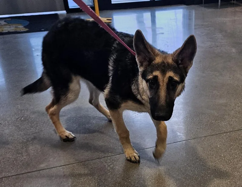 A baby large-sized female German Shepherd Dog dog named Bella for adoption in Greenfield, IN