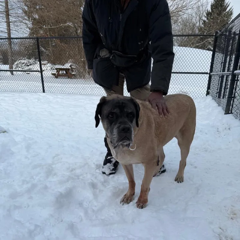 An adult extra large-sized male Mastiff dog named Bentley for adoption in Columbia Station, OH