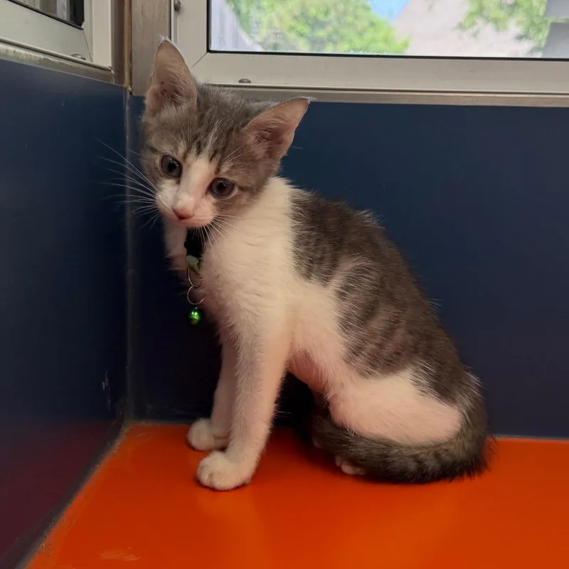 A baby small-sized female White Domestic Short Hair cat named Taytum for adoption in Tulsa, OK