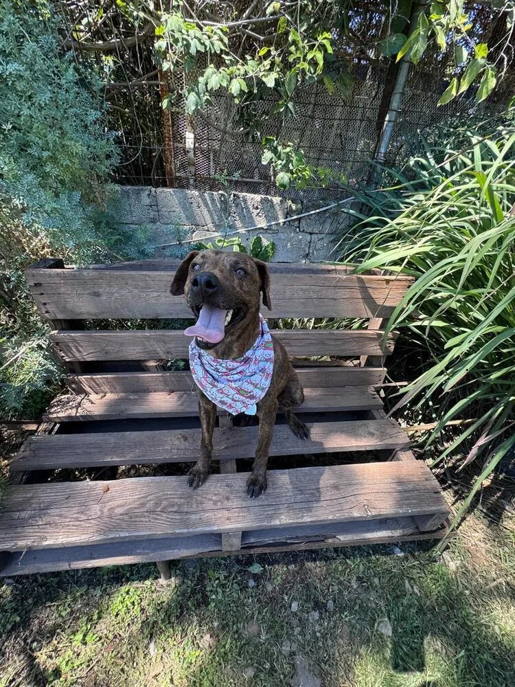 An adult medium-sized female Labrador Retriever dog named Noel for adoption in Gig Harbor, WA