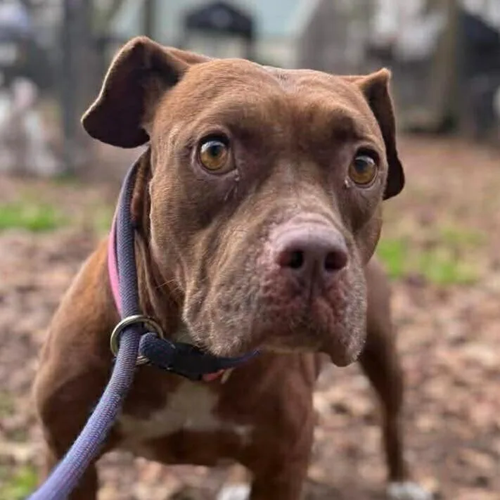 An adult medium-sized female American Staffordshire Terrier dog named Otono for adoption in Long Island City, NY