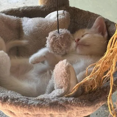 A baby small-sized male White Domestic Short Hair cat named Finn for adoption in Los Angeles, CA