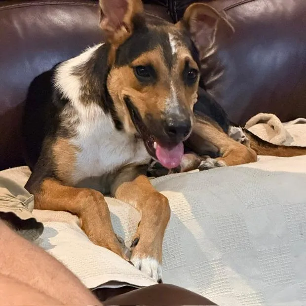 A young medium-sized male Black Shepherd dog named Bucko for adoption in Denison, TX