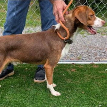 An adult medium-sized male Brittany Spaniel dog named Napoleon for adoption in Fairfax, VA