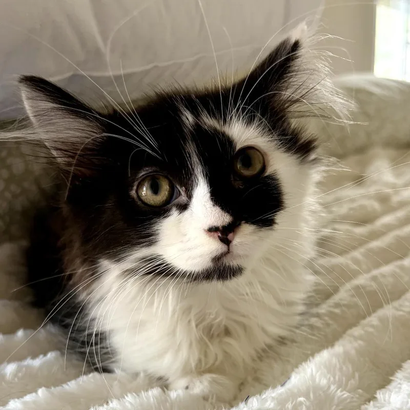 A baby small-sized male Black Domestic Long Hair cat named Catalpa for adoption in Lexington, KY