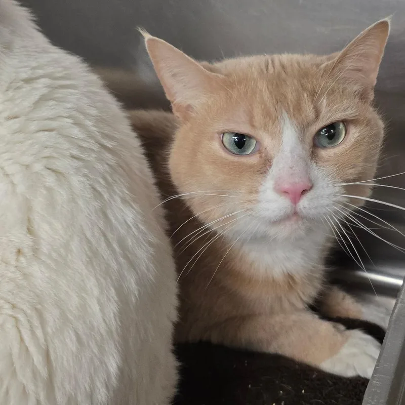 An adult large-sized male Buff / Tan / Fawn Domestic Short Hair cat named JarJar for adoption in Spokane, WA