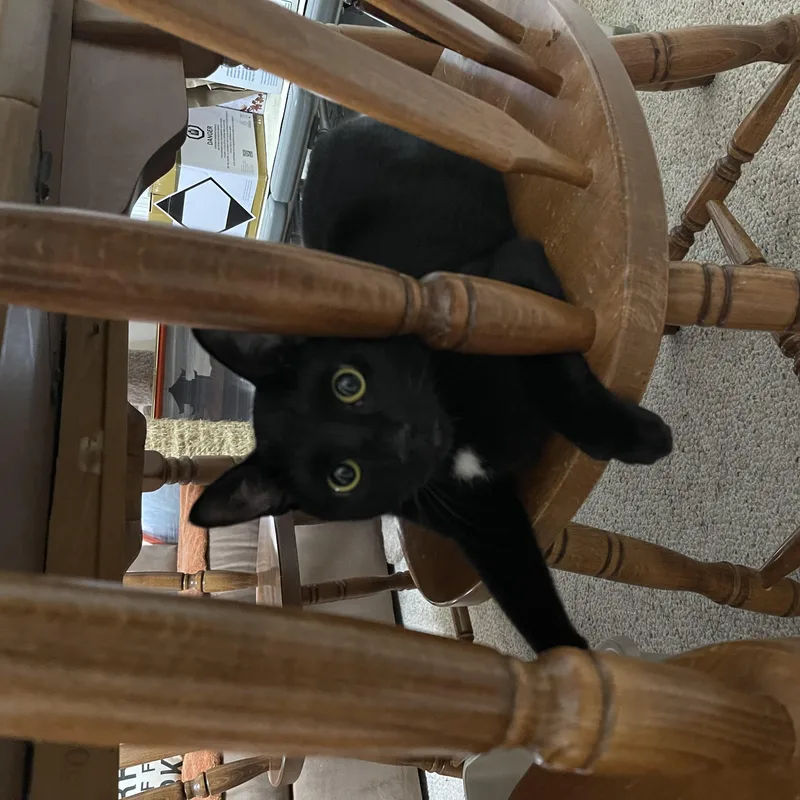 A young medium-sized male Black Domestic Short Hair cat named Max for adoption in Pompton Lakes, NJ