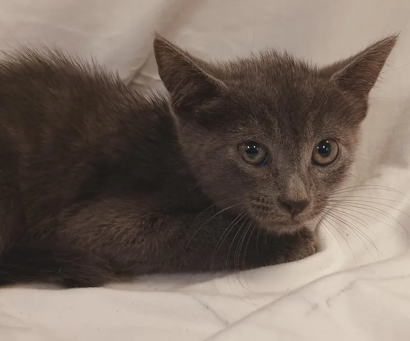 A baby small-sized female Domestic Short Hair cat named Pip for adoption in Los Angeles, CA