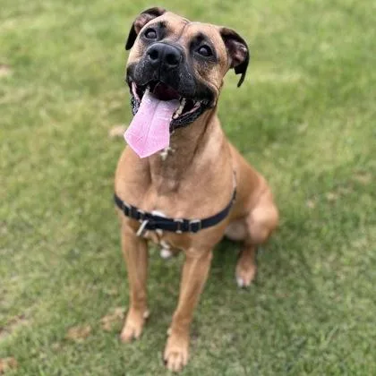 An adult large-sized male Mixed Breed dog named Tito for adoption in Janesville, WI