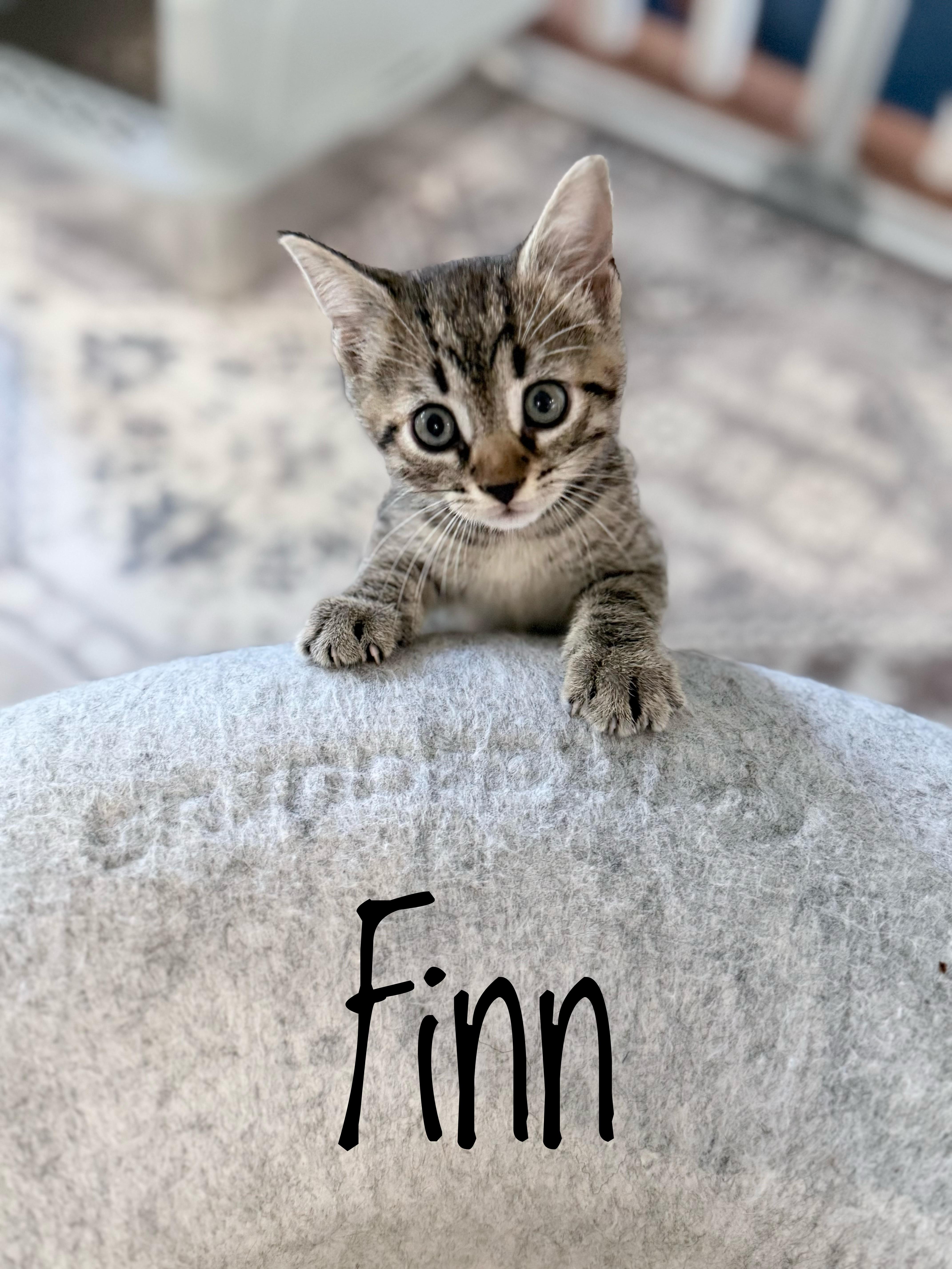 A baby medium-sized male Domestic Short Hair cat named Finn  Brave  for adoption in Bristow, VA