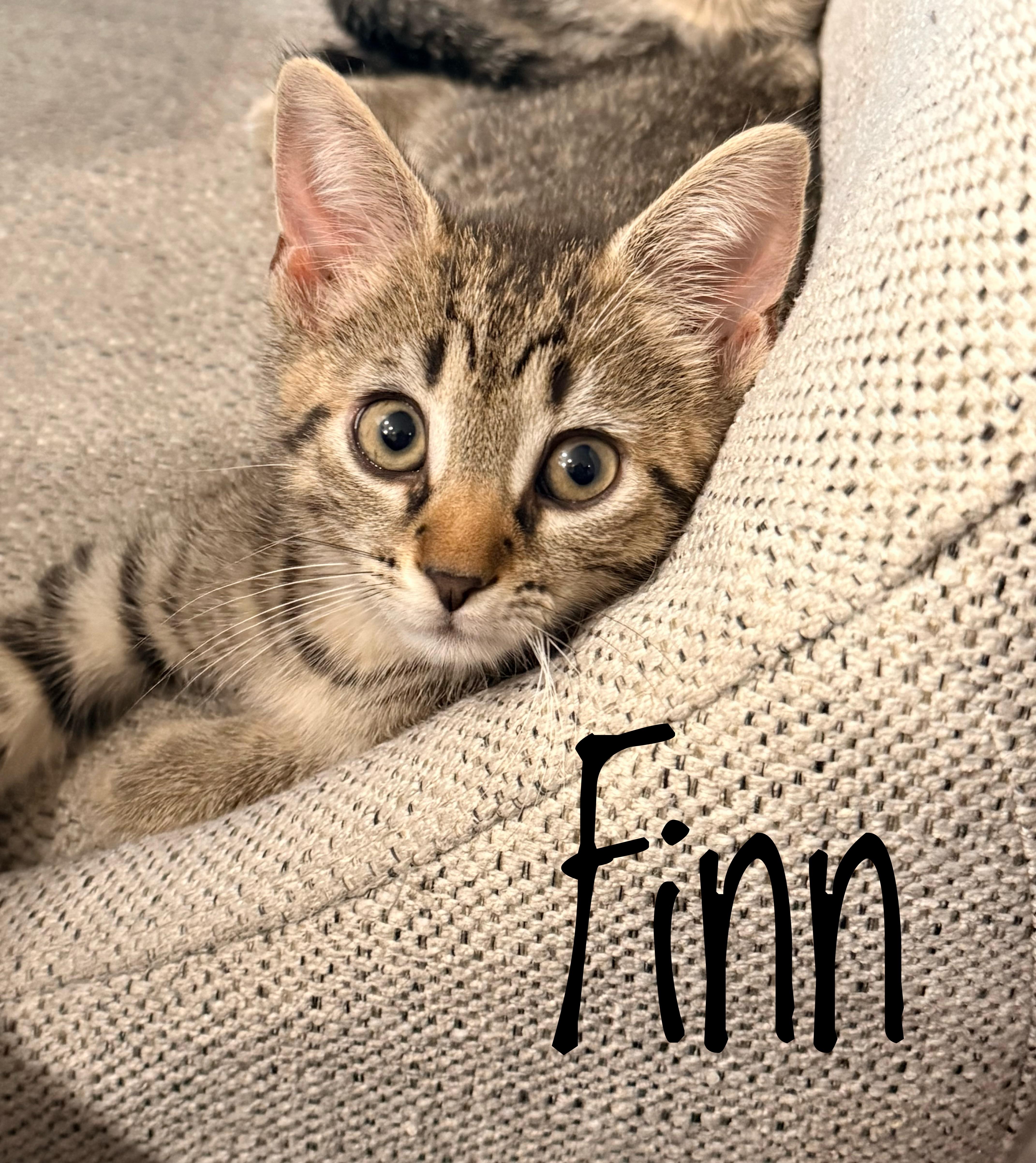 Finn  Brave  thumbnail 2