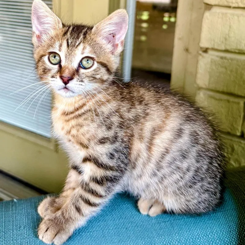 A baby small-sized female Brown / Chocolate American Shorthair cat named Tillie We Meet Again for adoption in Boerne, TX