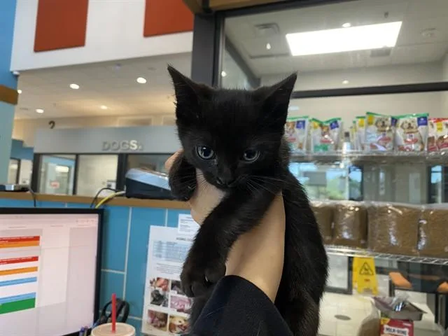 A baby small-sized female Domestic Short Hair cat named Saphirre for adoption in Garland, TX