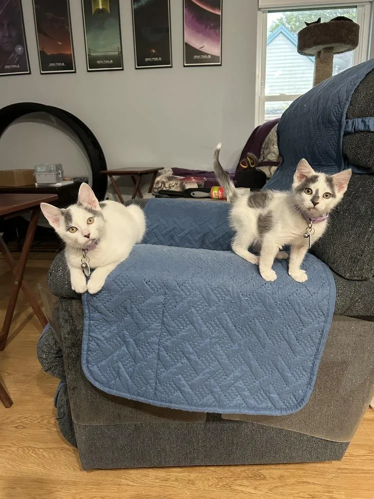 A baby small-sized female Gray & White Domestic Short Hair cat named Silvie for adoption in Orlando, FL
