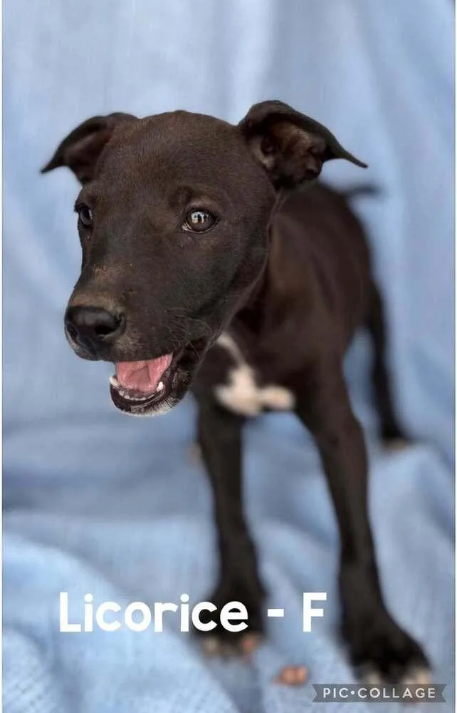 A baby medium-sized female Brown / Chocolate Mixed Breed dog named Licorice for adoption in Waunakee, WI