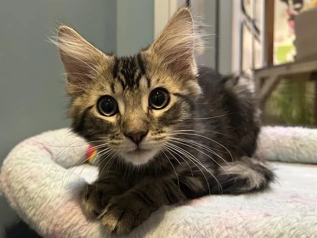 A baby small-sized male Domestic Medium Hair cat named Chili for adoption in Santa Clara, CA