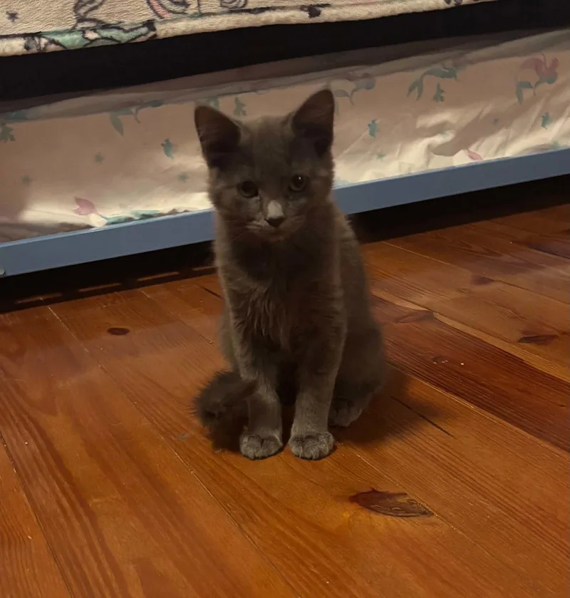 A baby medium-sized male Gray / Blue / Silver Domestic Short Hair cat named Noah for adoption in Sicklerville , NJ