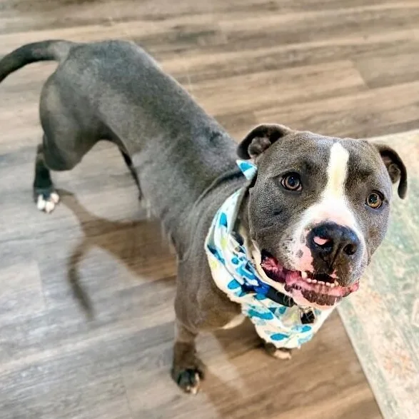 A young medium-sized male Gray / Blue / Silver Pit Bull Terrier dog named Marky Mark Your Fun for adoption in Friendswood, TX