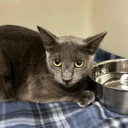 An adult small-sized female Gray / Blue / Silver Domestic Short Hair cat named StokeyC for adoption in East Saint Louis, IL