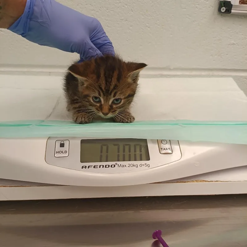A baby small-sized male Brown / Chocolate Domestic Short Hair cat named Brick for adoption in Chattanooga, TN