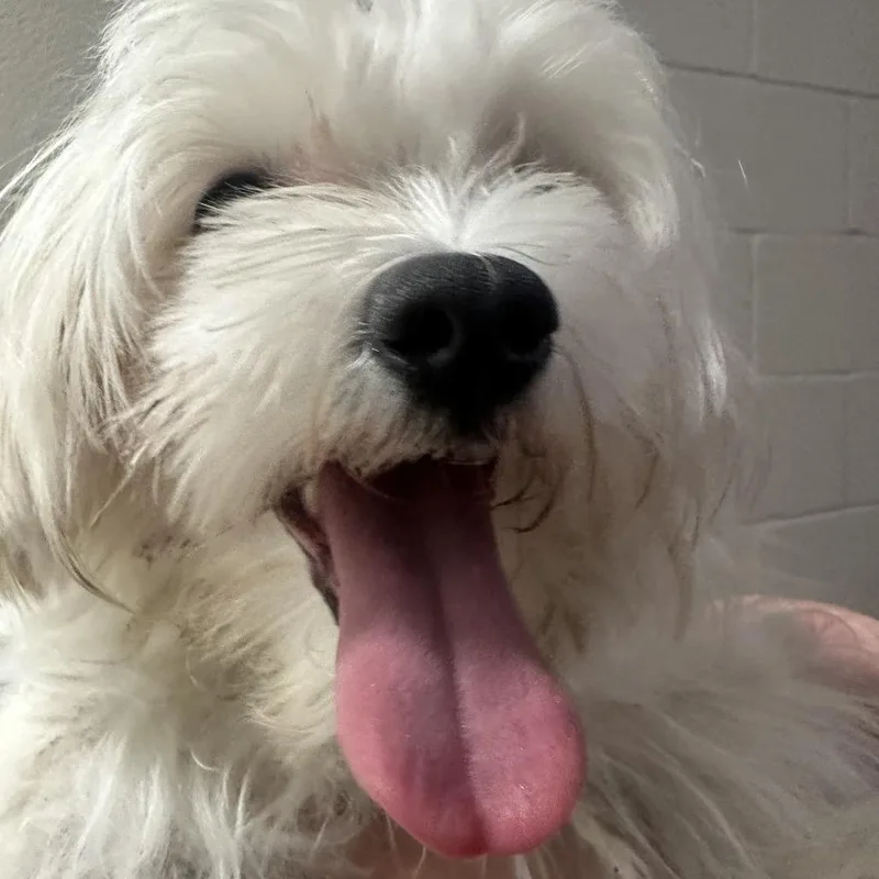 A young small-sized female White / Cream Maltese dog named Millie for adoption in Kyle, TX