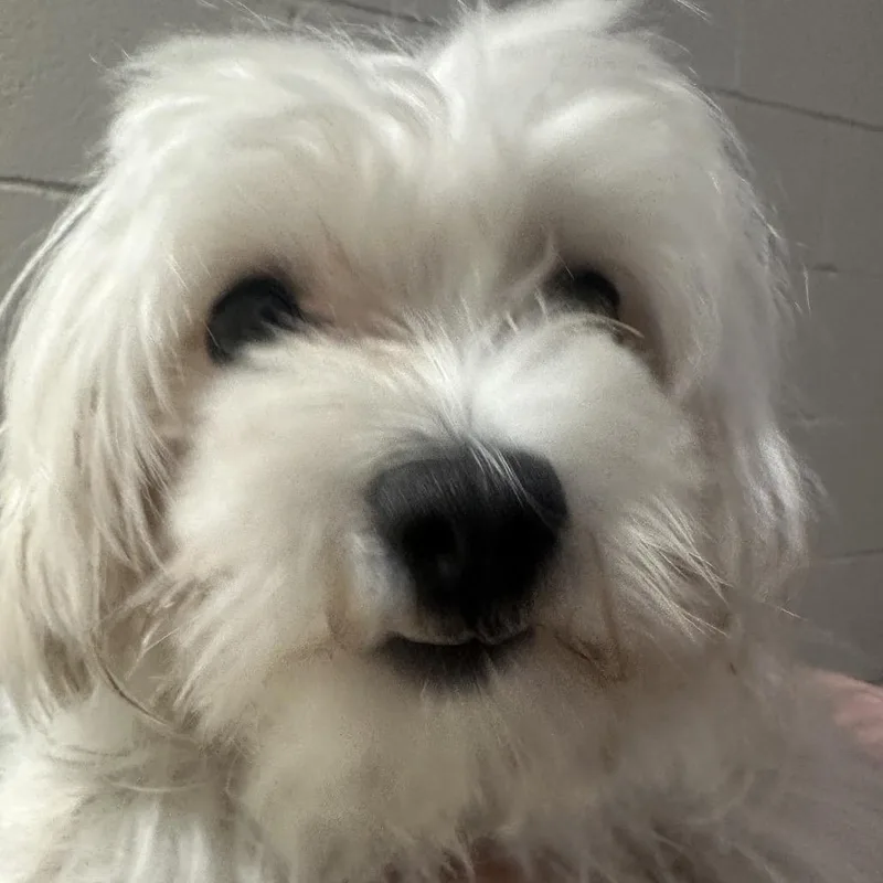 Millie thumbnail 2
