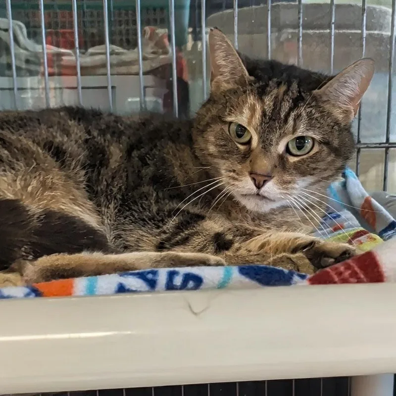 An adult medium-sized female Torbie Domestic Short Hair cat named Lunar for adoption in West Jefferson, OH