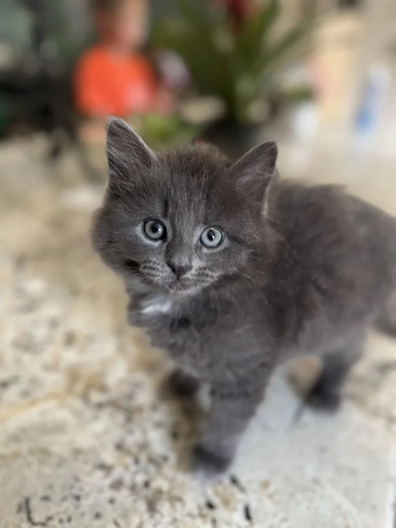 A young medium-sized female Gray / Blue / Silver Domestic Long Hair cat named Graycie for adoption in Forest Hill, MD