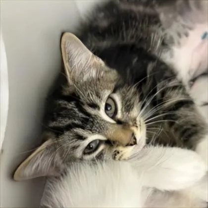 A baby small-sized female Domestic Short Hair cat named Rosie for adoption in Voorhees, NJ