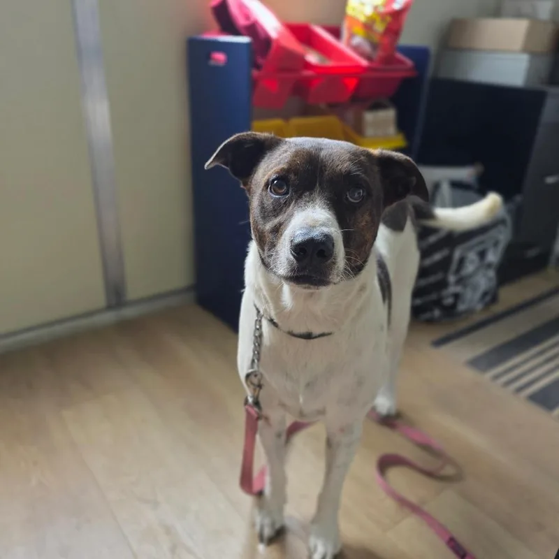 An adult medium-sized male White / Cream Mixed Breed dog named Buck for adoption in Williston, FL