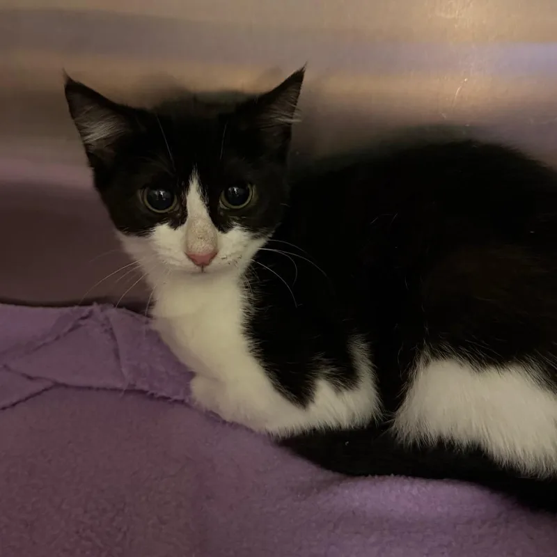 A baby small-sized female White Domestic Short Hair cat named Nikki for adoption in Fredericksburg, VA