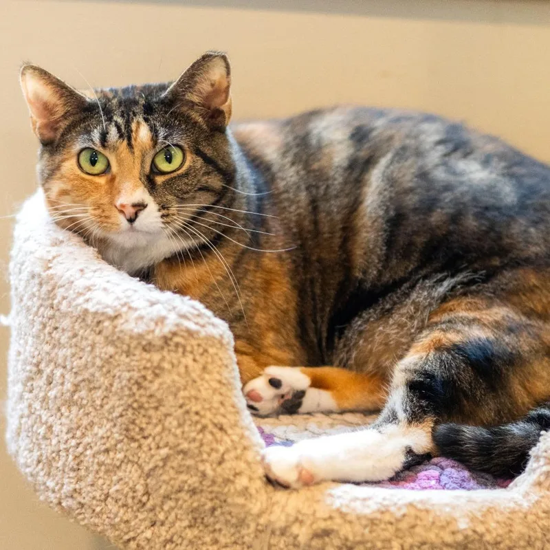 Miss Krampus thumbnail 2