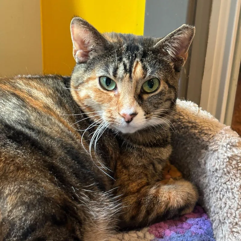 Miss Krampus thumbnail 5