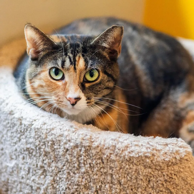 Miss Krampus thumbnail 6