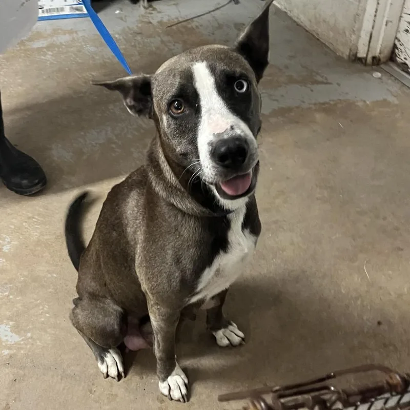 An adult large-sized female Shepherd dog named Cardamom for adoption in Edinburg, TX