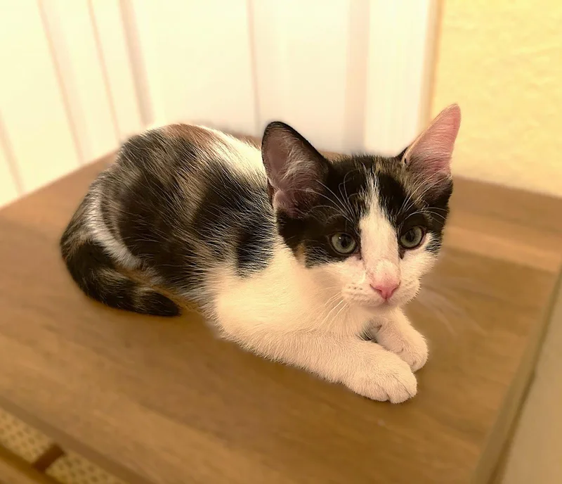A baby medium-sized female Calico cat named Indiana for adoption in Fort Myers, FL