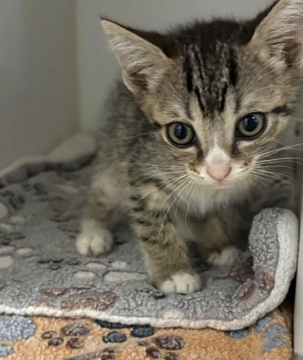 A baby medium-sized male Domestic Short Hair cat named Bobby for adoption in Escondido, CA