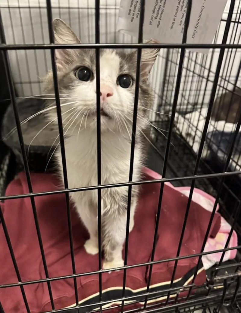 An adult large-sized male Domestic Long Hair cat named Thumper for adoption in Canton, OH