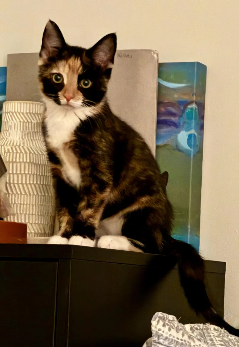 A baby small-sized female Domestic Short Hair cat named Celery for adoption in Bethel Park, PA