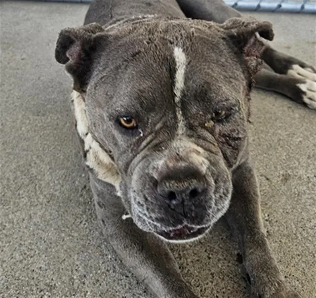 An adult medium-sized female Gray / Blue / Silver Pit Bull Terrier dog named Gloria  Urgent for adoption in Thousand Oaks, CA
