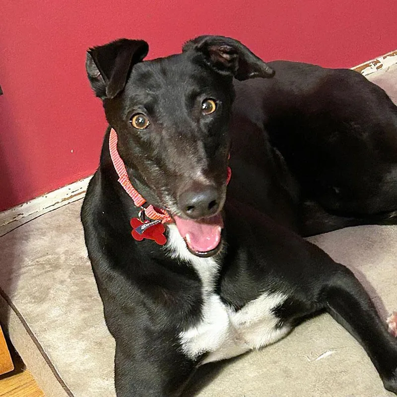 An adult medium-sized female Black Greyhound dog named Bella for adoption in Ware, MA